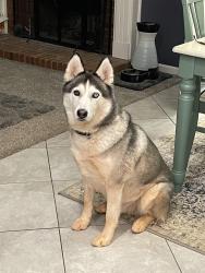 Reunited Male Dog last seen Centerville Rd at Keasler Rd, Anderson, SC 29625