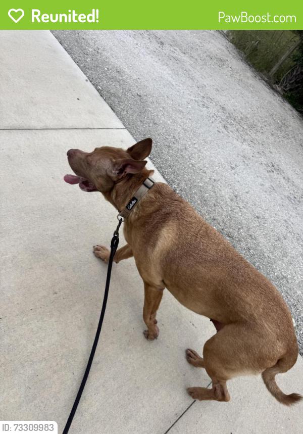 Reunited Female Dog last seen Savannas Campground, Fort Pierce, FL 34982