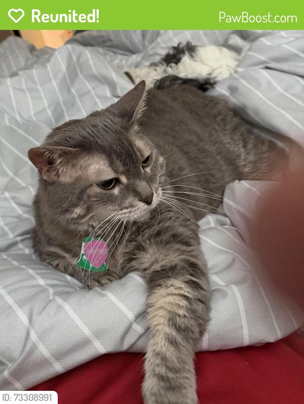 Reunited Female Cat last seen Claret Street, Centreville, VA 20120