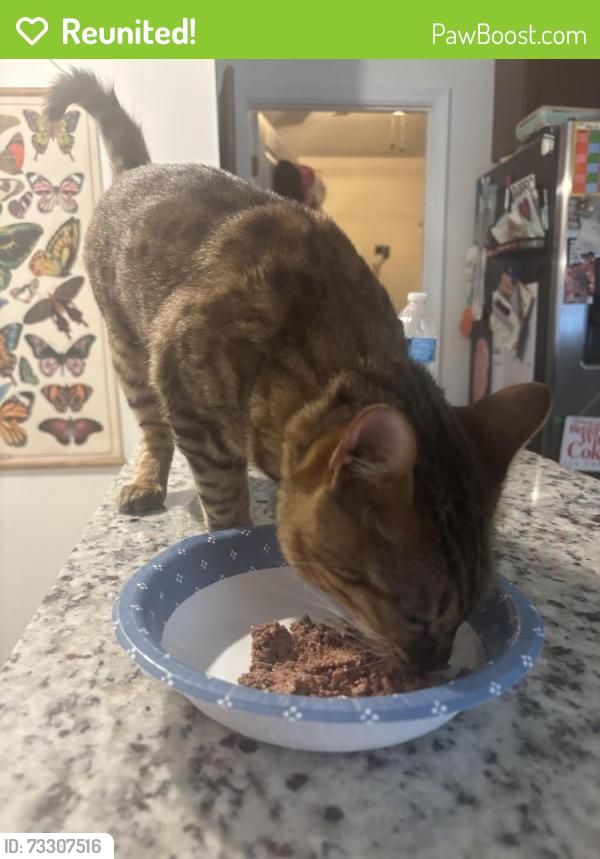 Reunited Female Cat last seen Lakeshore Park Novi, Novi, MI 48377
