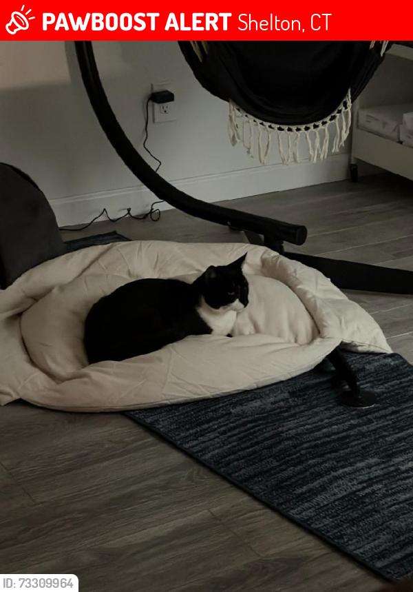 Lost Male Cat last seen Myrtle & Grove Streets, Shelton, CT, Shelton, CT 06484