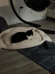 Lost Male Cat last seen Myrtle & Grove Streets, Shelton, CT, Shelton, CT 06484