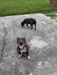 Found/Stray Female Dog last seen Memory lane cul de sack, Jacksonville, FL 32210