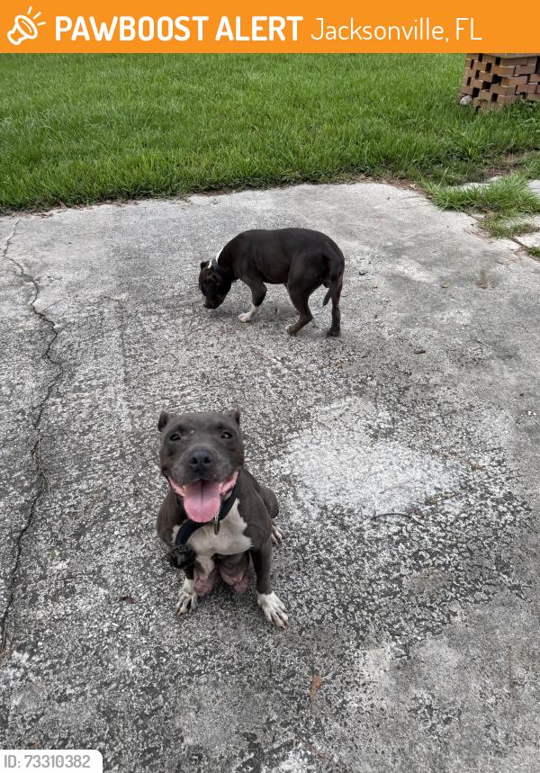 Found/Stray Female Dog last seen Memory lane cul de sack, Jacksonville, FL 32210