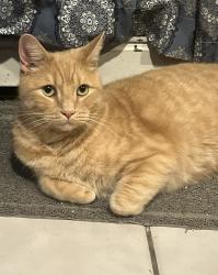 Lost Male Cat last seen Richardson st and Henderson st, Somerville, MA 02145