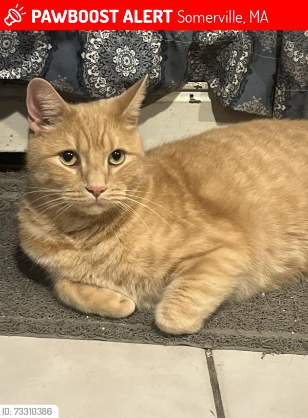 Lost Male Cat last seen Richardson st and Henderson st, Somerville, MA 02145