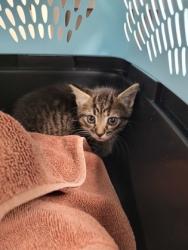 Shelter Stray Male Cat last seen Near Zinfandel Dr, Rancho Cordova, CA, 6201 Florin Perkins Rd, Sacramento, CA 95828, USA