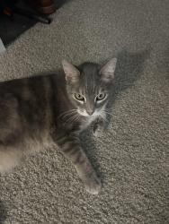 Found/Stray Female Cat last seen Near E Jackson Ave, Anaheim, CA 92806