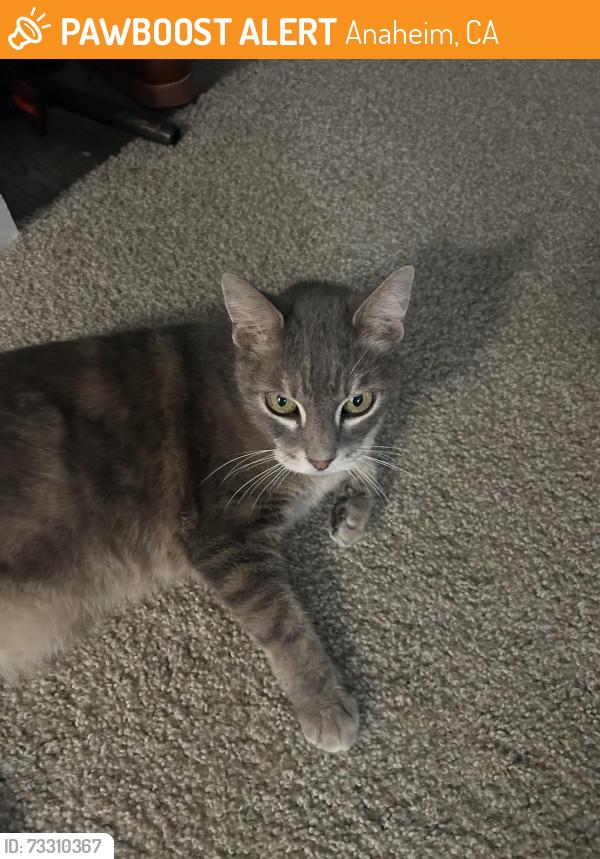 Found/Stray Female Cat last seen Near E Jackson Ave, Anaheim, CA 92806