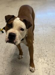 Shelter Stray Female Dog last seen Near W 7200 S, Midvale, UT, 84047, 511 W 3900 S, Salt Lake City, UT 84123, USA