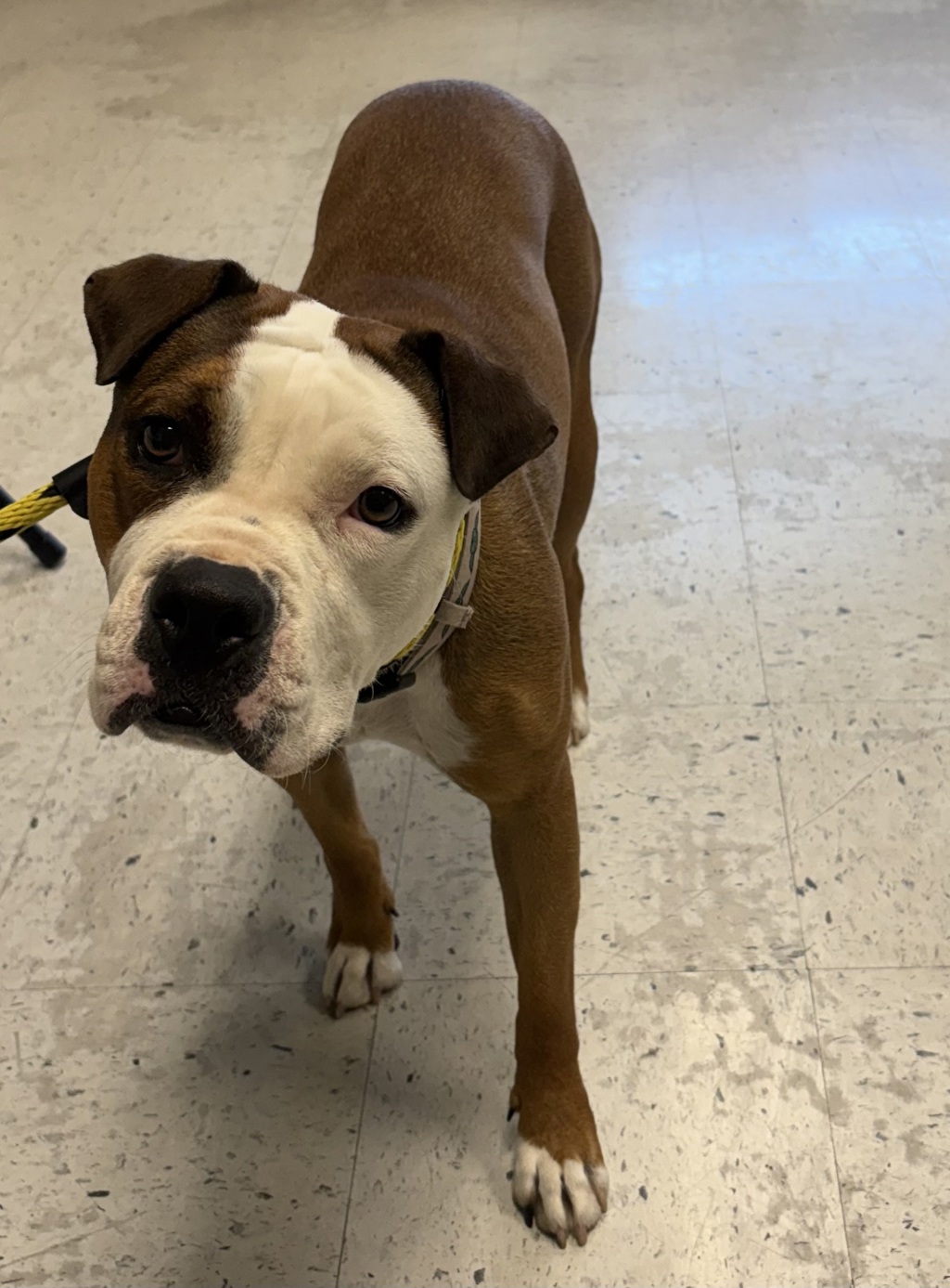 Shelter Stray Female Dog last seen Near W 7200 S, Midvale, UT, 84047, 511 W 3900 S, Salt Lake City, UT 84123, USA