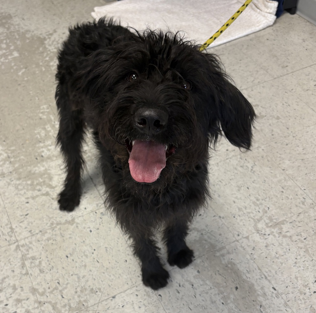 Shelter Stray Female Dog last seen Near W 1195 S, SALT LAKE CITY, UT, 84104, 511 W 3900 S, Salt Lake City, UT 84123, USA