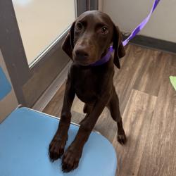 Shelter Stray Female Dog last seen Near Morro Way, La Mesa, CA, 91942, 5500 Gaines St, San Diego, CA 92110, USA