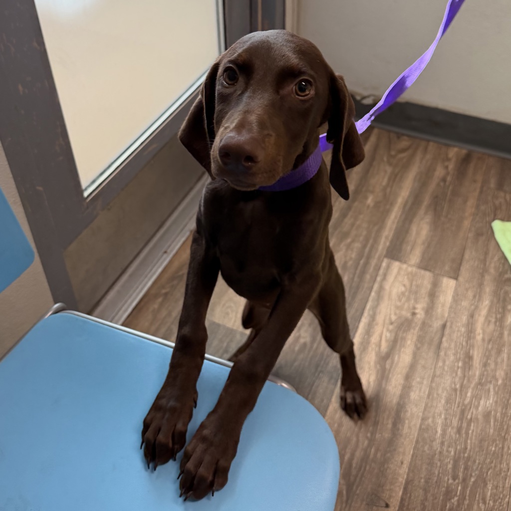 Shelter Stray Female Dog last seen Near Morro Way, La Mesa, CA, 91942, 5500 Gaines St, San Diego, CA 92110, USA