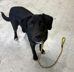 Shelter Stray Male Dog last seen Near E Hollywood Avenue, SALT LAKE CITY, UT, 84105, 511 W 3900 S, Salt Lake City, UT 84123, USA