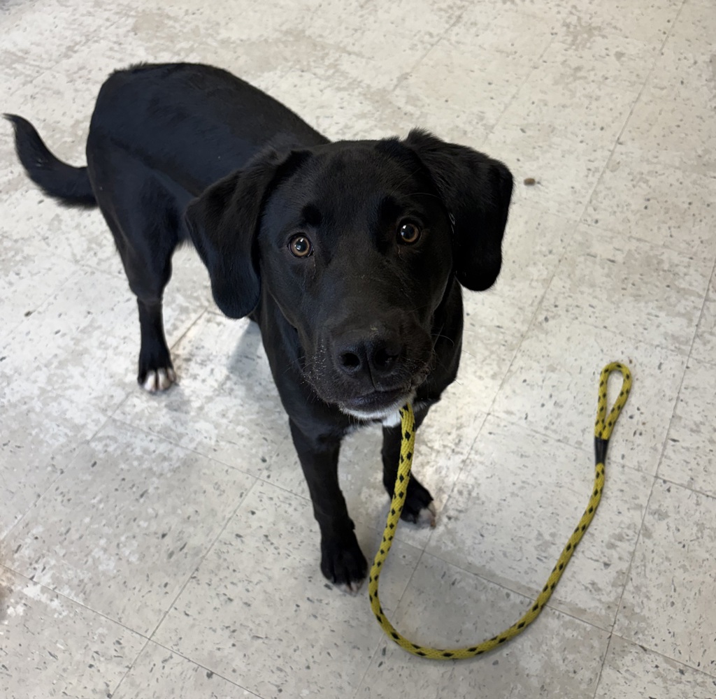 Shelter Stray Male Dog last seen Near E Hollywood Avenue, SALT LAKE CITY, UT, 84105, 511 W 3900 S, Salt Lake City, UT 84123, USA