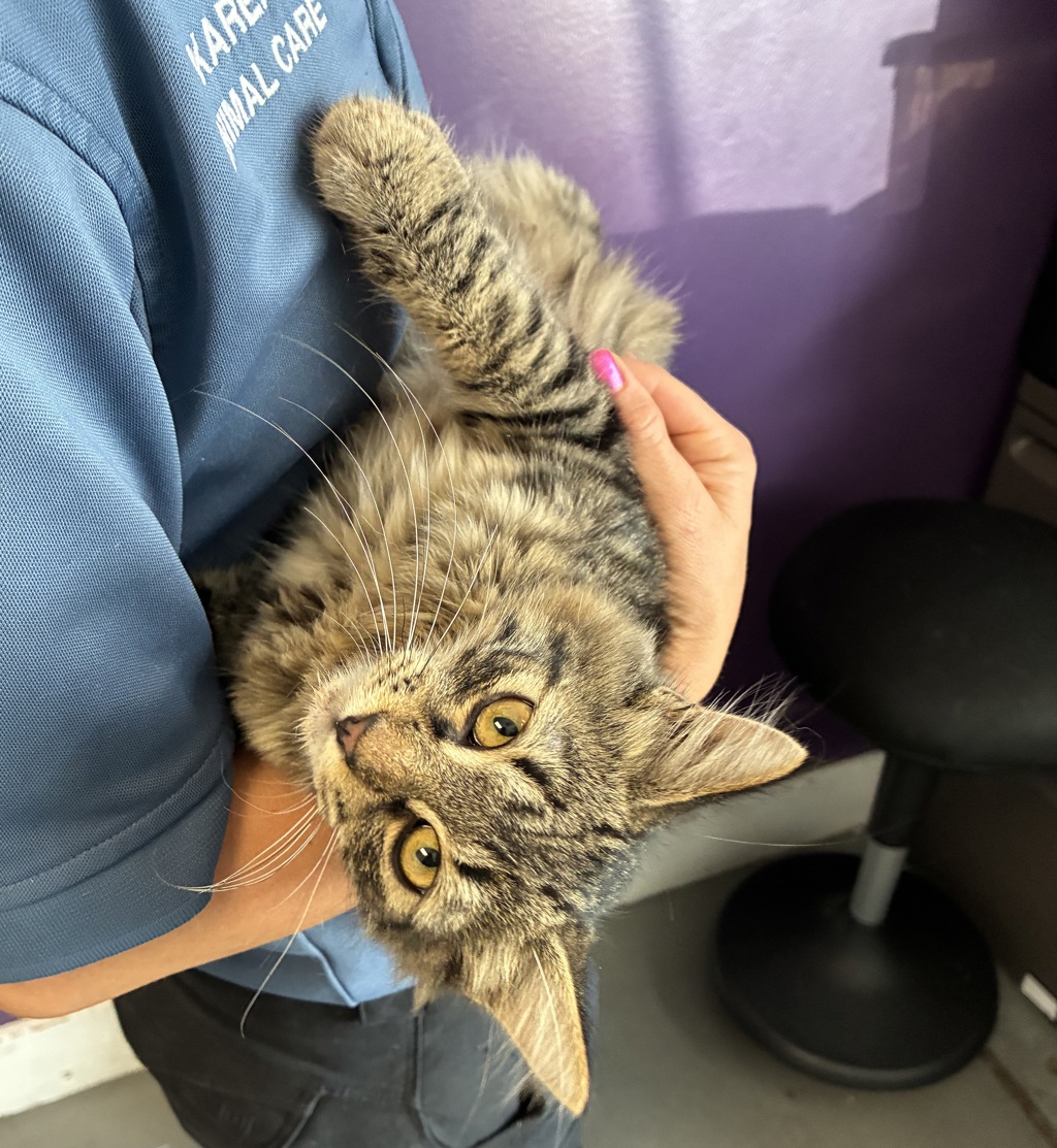 Shelter Stray Male Cat last seen Near W 1040 S, SALT LAKE CITY, UT, 84104, 511 W 3900 S, Salt Lake City, UT 84123, USA