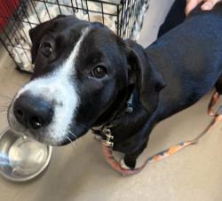 Shelter Stray Female Dog last seen Near Reo Drive, San Diego, CA, 92139, El Cajon, CA 92020, USA