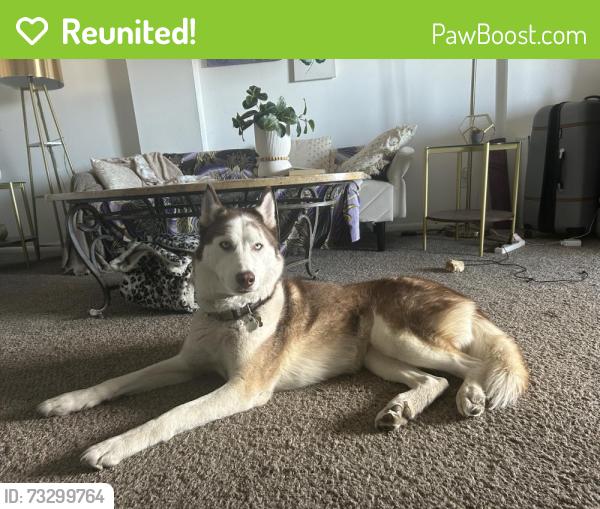 Reunited Male Dog last seen 11th and Colorado blvd area, Denver, CO 80206