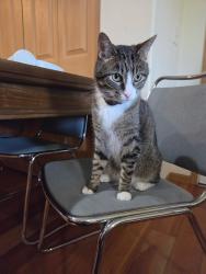Reunited Male Cat last seen River Rock Pond, South Haven, MI 49090