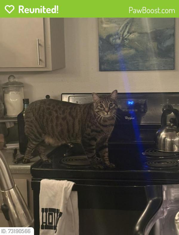 Reunited Male Cat last seen S Lamar Blvd and Collier St, Austin, TX 78704