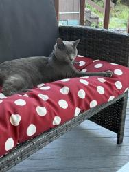 Lost Male Cat last seen W.25th, Cleveland, OH 44109