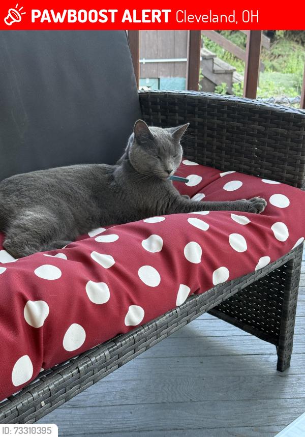 Lost Male Cat last seen W.25th, Cleveland, OH 44109