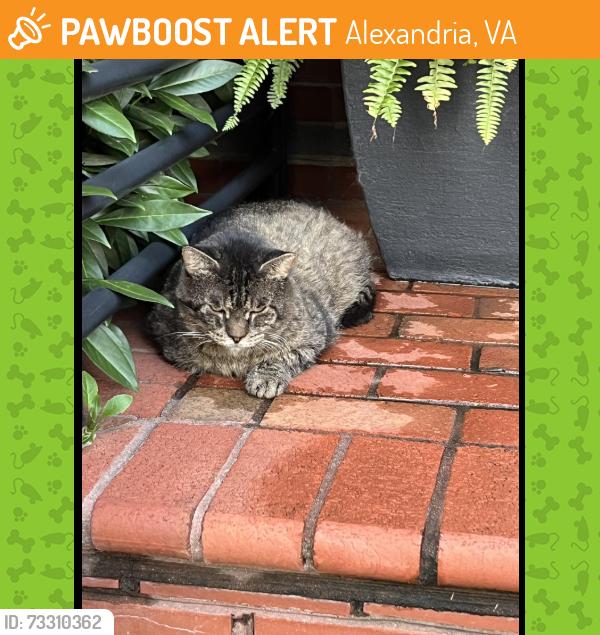 Found/Stray Unknown Cat last seen Near Main Line Blvd (intersection of Main Line and E. Howell Street) Alex VA, Alexandria, VA 22301