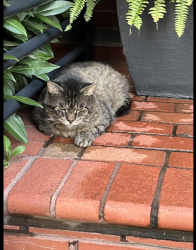 Found/Stray Unknown Cat last seen Near Main Line Blvd (intersection of Main Line and E. Howell Street) Alex VA, Alexandria, VA 22301