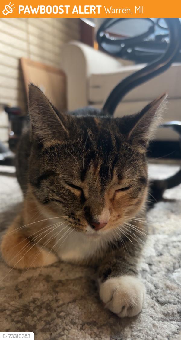 Found/Stray Female Cat last seen Walker Ave, Warren, MI 48092