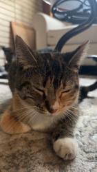 Found/Stray Female Cat last seen Walker Ave, Warren, MI 48092