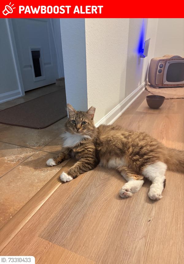 Lost Male Cat last seen US 1 and sunshine drive 32086, St. Johns County, FL 32086