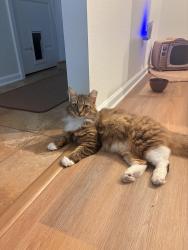 Lost Male Cat last seen US 1 and sunshine drive 32086, St. Johns County, FL 32086