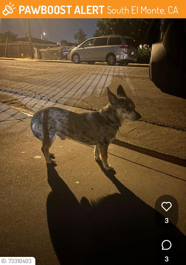 Found/Stray Male Dog last seen Rush St., South El Monte, CA 91733