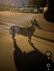 Found/Stray Male Dog last seen Rush St., South El Monte, CA 91733