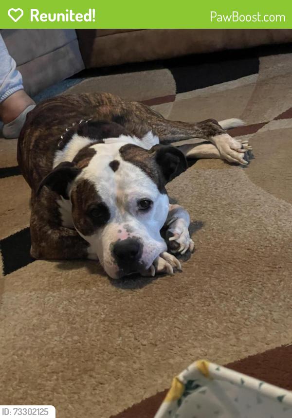 Reunited Male Dog last seen 11th street sw, Canton, OH 44706