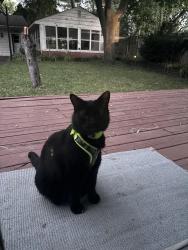 Found/Stray Unknown Cat last seen Near Quincy Ct. & Quincy St., Allouez, WI 54301