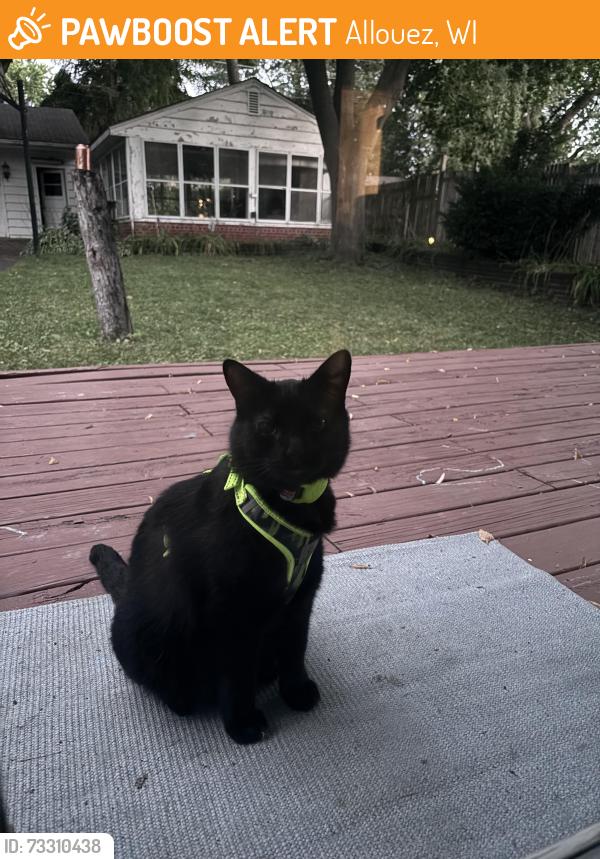 Found/Stray Unknown Cat last seen Near Quincy Ct. & Quincy St., Allouez, WI 54301