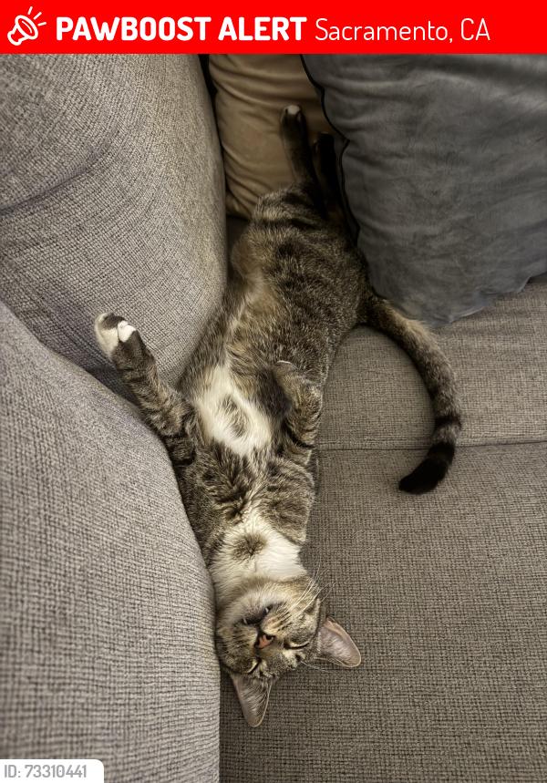 Lost Male Cat last seen Bradshaw, Sacramento, CA 95829