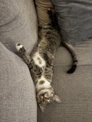 Lost Male Cat last seen Bradshaw, Sacramento, CA 95829