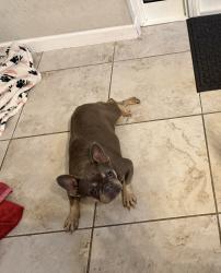 Reunited Female Dog last seen SW 134 Ct and 277 Street, Princeton, FL 33032