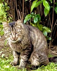 Found/Stray Unknown Cat last seen Park Avenue Bridgeport Connecticut 06604, Bridgeport, CT 06604
