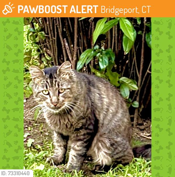 Found/Stray Unknown Cat last seen Park Avenue Bridgeport Connecticut 06604, Bridgeport, CT 06604