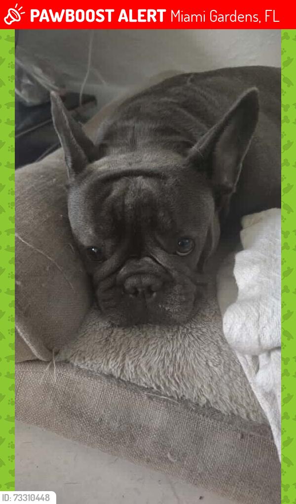 Lost Female Dog last seen 19th ave, Miami Gardens, FL 33054