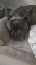 Lost Female Dog last seen 19th ave, Miami Gardens, FL 33054