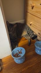 Reunited Male Cat last seen Chesnut, Rutherford, NJ 07070