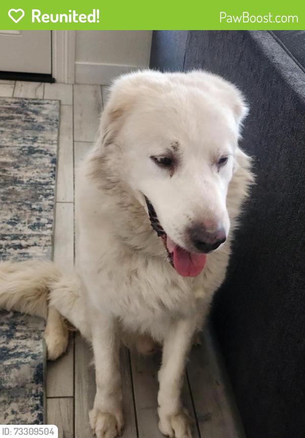Reunited Male Dog last seen carmar and brently, Las Vegas, NV 89122