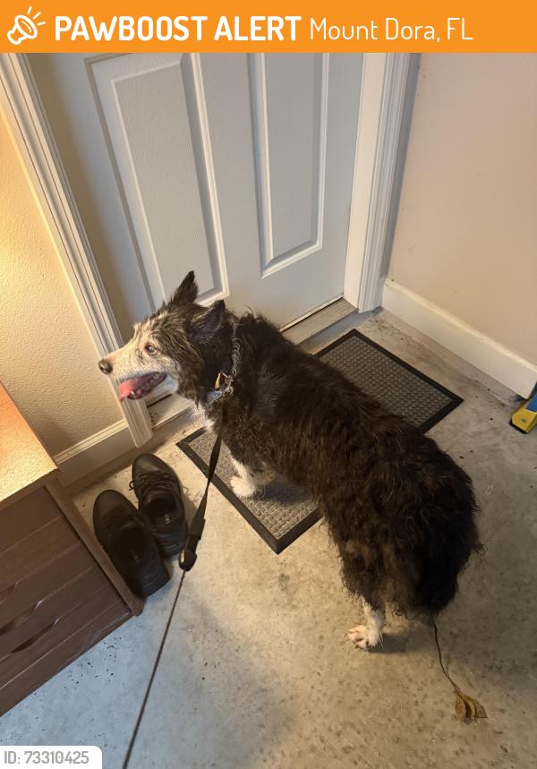 Found/Stray Male Dog last seen Near Waterbury Way, Mount Dora, FL 32757