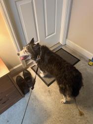 Found/Stray Male Dog last seen Near Waterbury Way, Mount Dora, FL 32757