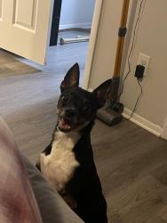 Reunited Female Dog last seen Dew drop cv and laurel way casselberry, Casselberry, FL 32707